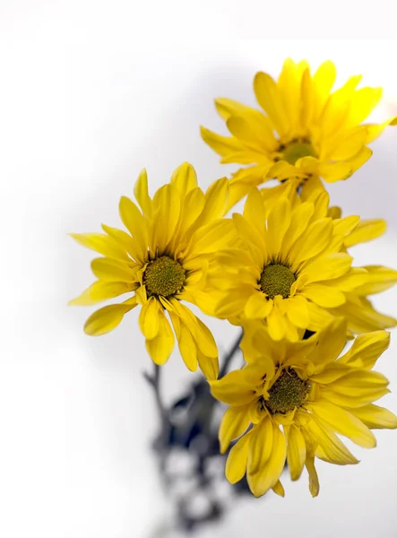 Flores amarelas florescendo no campo — Fotografia de Stock