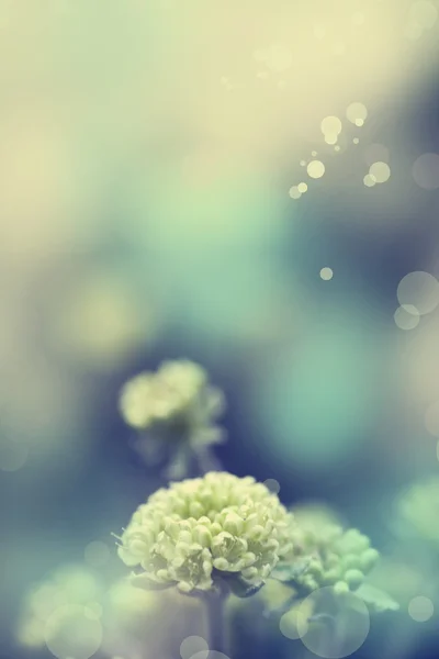 White Flowers Wild Plant Sunny Day — Stock Photo, Image
