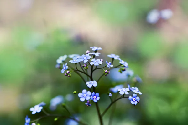 晴れた日でグループ化されたライトブルーの花山菜 — ストック写真