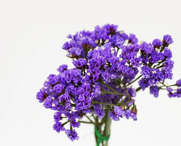 Takken Met Kleine Paarse Bloemen Geïsoleerd Witte Achtergrond — Stockfoto