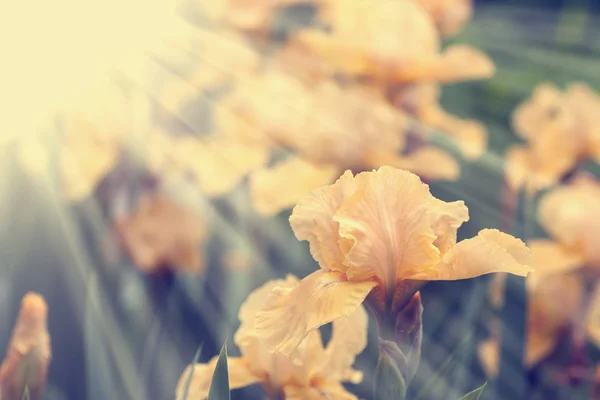 Belles fleurs d'iris violet — Photo