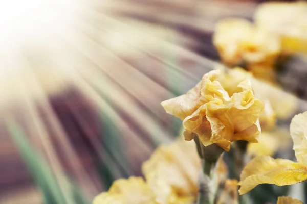 Schöne lila Irisblüten — Stockfoto