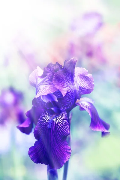 Mooie paarse iris bloemen — Stockfoto