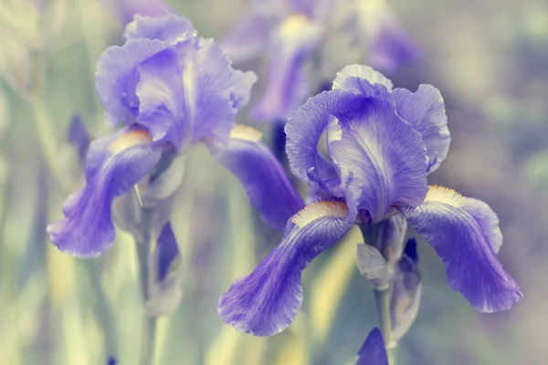 Beautiful purple iris flowers — Stock Photo, Image