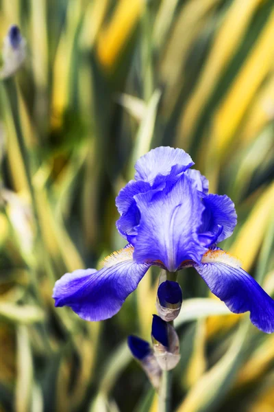 Beautiful purple iris flowers — Stock Photo, Image