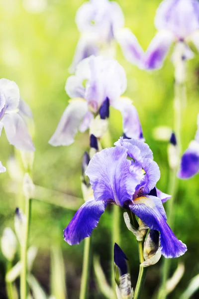 美丽的紫色鸢尾花 — 图库照片