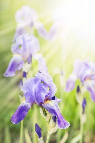 Krásné fialové iris květiny — Stock fotografie