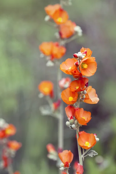 Beautiful Red Hollyhock Flowers Nature Background — Stock Photo, Image