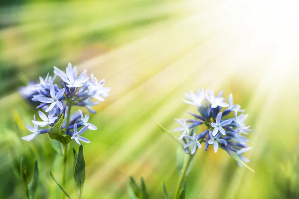 太陽の光でアフリカ ユリ青い花 — ストック写真