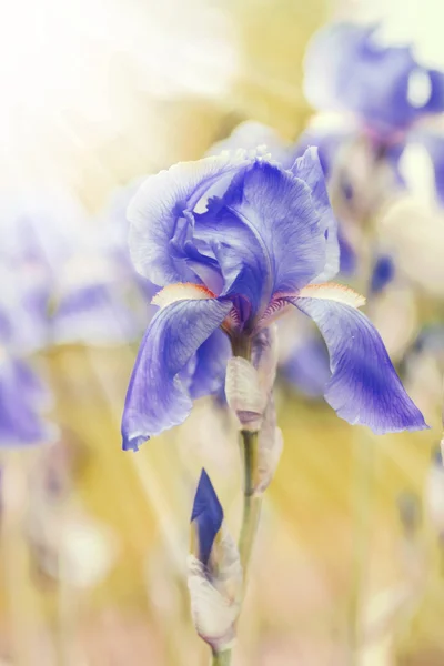 Bellissimi fiori di iris viola — Foto Stock