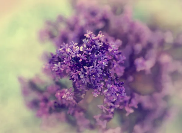 紫丁香花枝在自然背景 — 图库照片