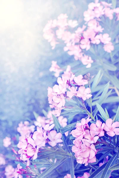 Bush Purple Flowers Nature Background — Stock Photo, Image