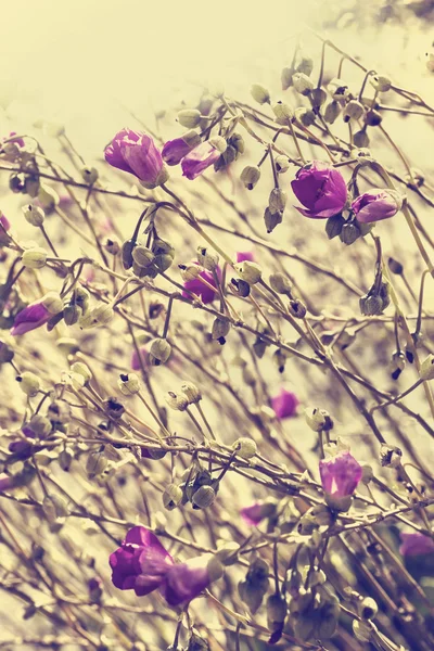 Vacker rosa lila blommor — Stockfoto