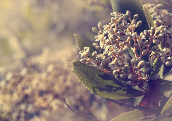 Planta Selvagem Com Flores Brancas Prado Dia Ensolarado — Fotografia de Stock