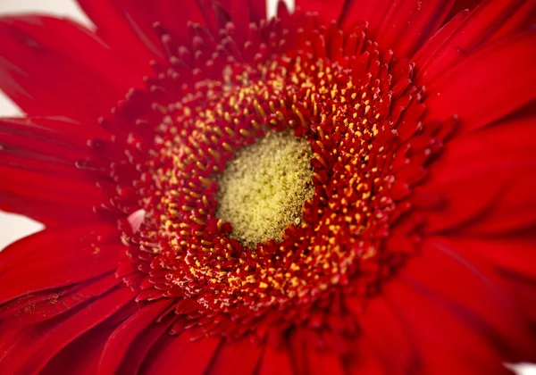 Margarita africana roja — Foto de Stock