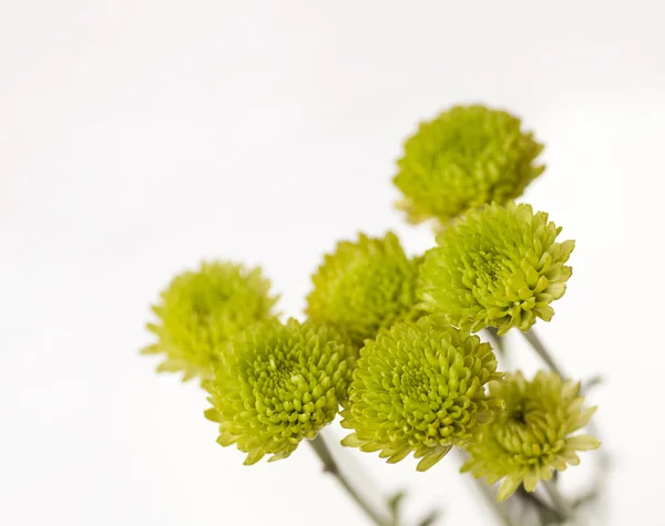 Žlutá Lemony Chrysanthemum Květiny Izolovaných Bílém Pozadí Jaro Koncepce — Stock fotografie