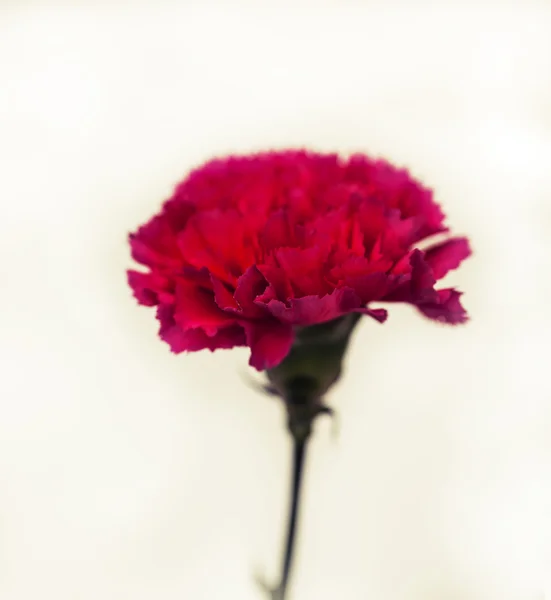 Red Carnation Flower Beige Background — Stock Photo, Image