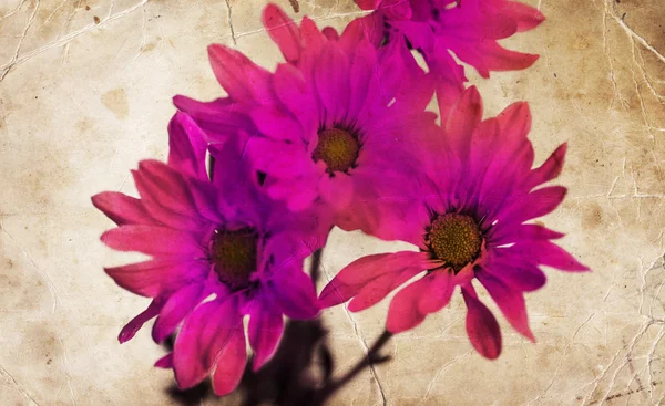 Pembe gerbera çiçekleri — Stok fotoğraf