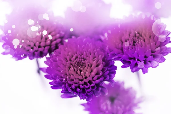 purple chrysanthemum flowers isolated on white background, spring concept