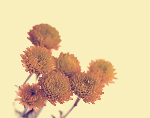 Zweig Mit Gelben Blüten Auf Naturhintergrund — Stockfoto