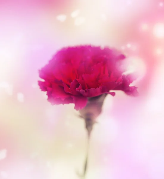 Red Carnation Flower Blurred Background — Stock Photo, Image