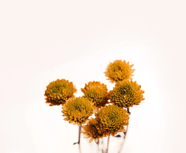 orange chrysanthemum flowers on beige background, spring concept