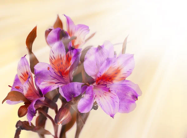 Bellissimi Fiori Alstroemeria Sfondo Chiaro — Foto Stock