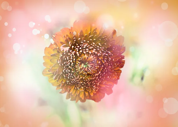 Turuncu Kasımpatı Çiçeği Bokeh Arka Plan Bahar Kavramı Üzerinde — Stok fotoğraf