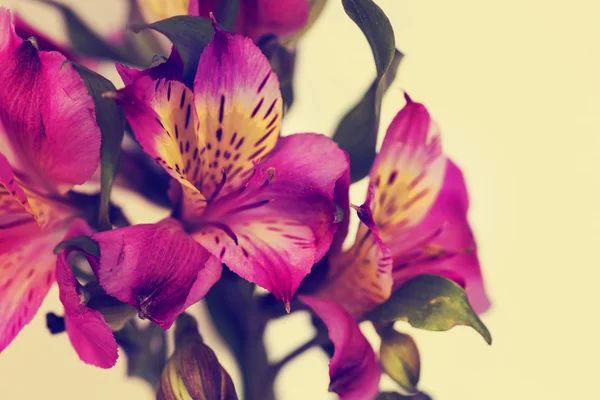 Schöne Alstroemeria Blumen Auf Hellem Hintergrund — Stockfoto