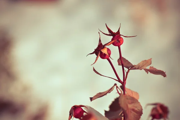 Vilda Vinter Blommor Snö Bakgrund — Stockfoto