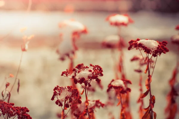 Fleurs d'hiver sauvages — Photo