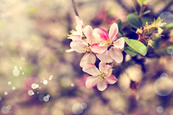 Rama de árbol con flores — Foto de Stock