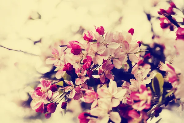 Ramas de árboles con flores — Foto de Stock