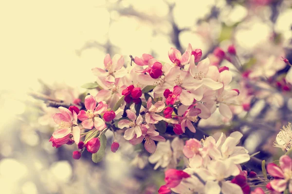 Branches d'arbres avec des fleurs — Photo