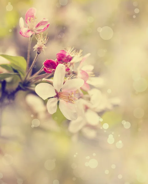 Tree branch with flowers — Stock Photo, Image