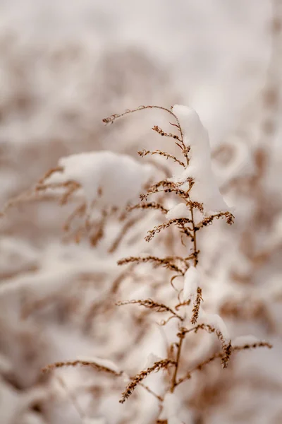 Wild winter flower — Stock Photo, Image