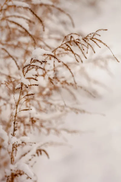 Fagyasztott füvet a virágok a hó — Stock Fotó