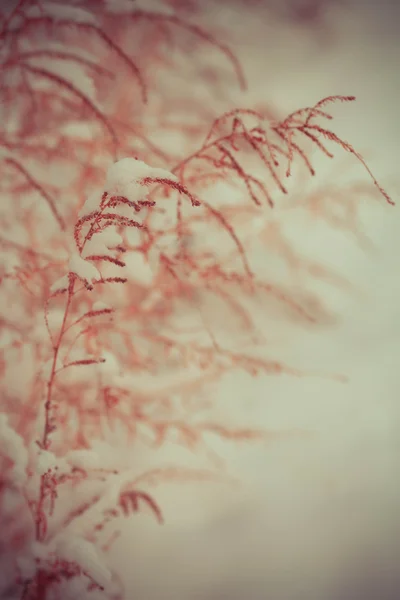 Fleurs de mauvaises herbes congelées avec neige — Photo