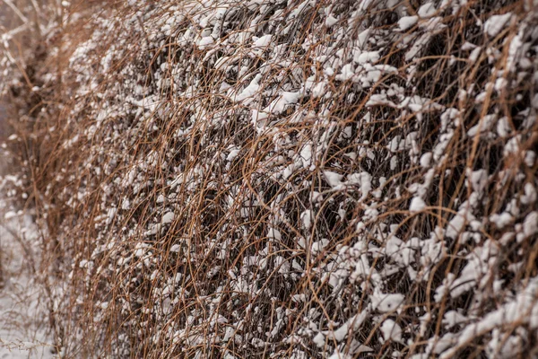 雪で雑草の花を凍結 — ストック写真