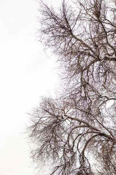 光秃秃的树枝的树 — 图库照片