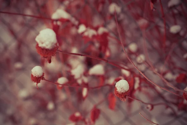 Ot çiçeklerle kar dondurulmuş — Stok fotoğraf