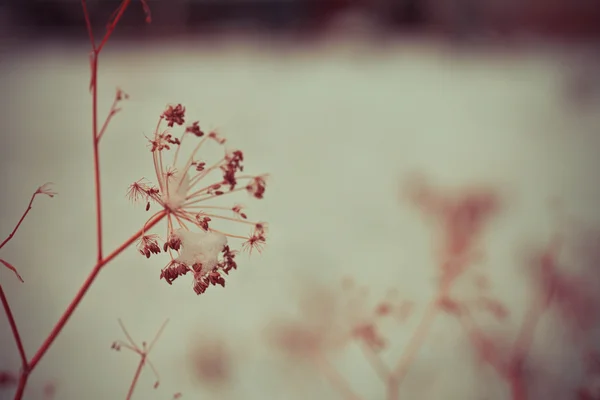 Bevroren onkruid bloemen met sneeuw — Stockfoto