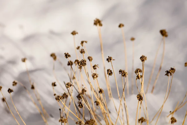 Flores de malezas congeladas con nieve — Foto de Stock