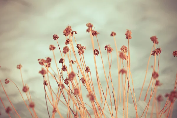 Gefrorene Unkrautblüten mit Schnee — Stockfoto