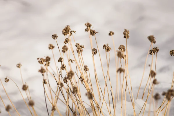 Frozen weed flowers with snow — Stock Photo, Image