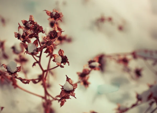 Bevroren onkruid bloemen met sneeuw — Stockfoto