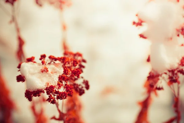 Fleurs de mauvaises herbes congelées avec neige — Photo