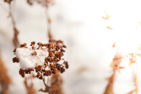 Flores de malezas congeladas con nieve — Foto de Stock