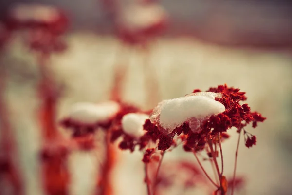 Fryst ogräs blommor med snö — Stockfoto