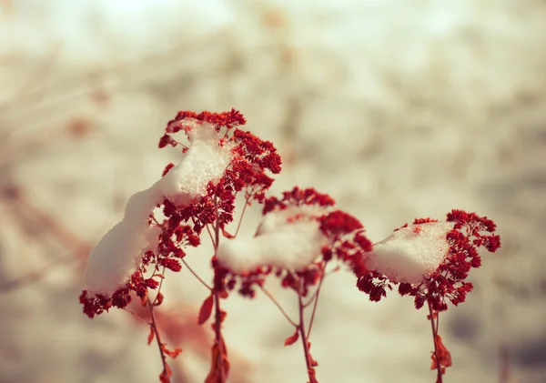 Gefrorene Unkrautblüten mit Schnee — Stockfoto
